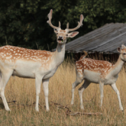 Wildgehege - Schloss Proschwitz
